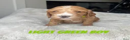 Cockapoo dogs for sale: F1 Cockapoo Puppies PRA Clear! KC Parents!  in Sittingbourne - Advert 17