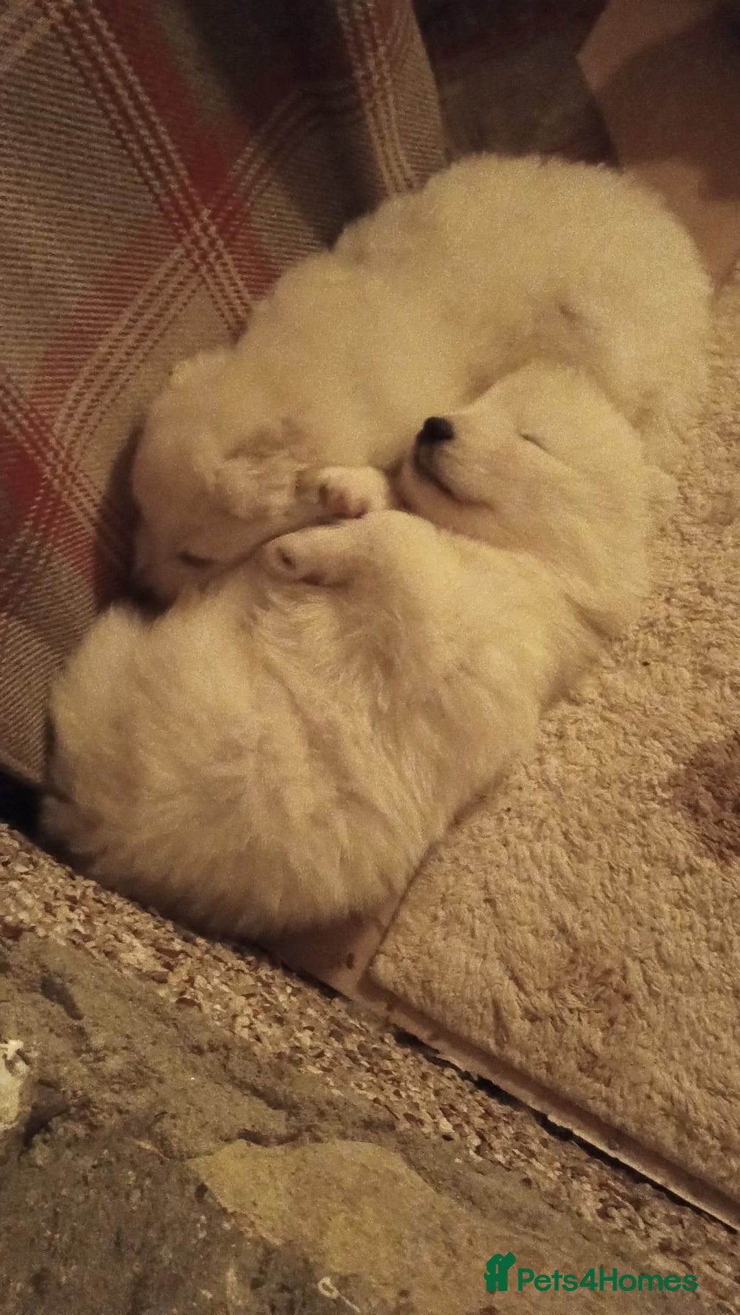 Samoyed dogs for sale: Adorable Samoyed Puppies  - Advert 11