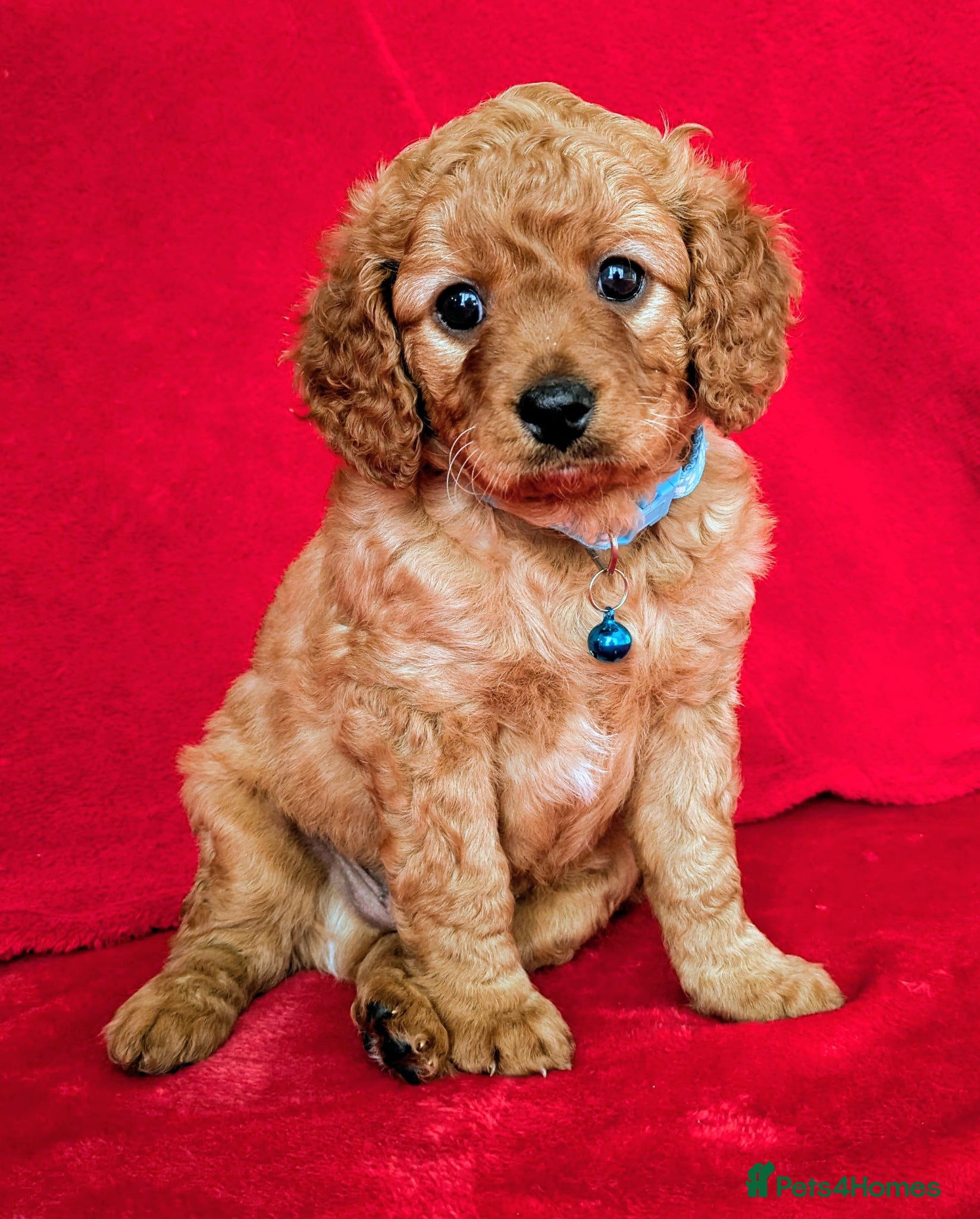 Cavapoo dogs Adorable Puppies, price open to negotiation - Advert 2
