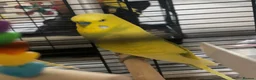 Budgerigars birds for sale: Budgies - Advert 3