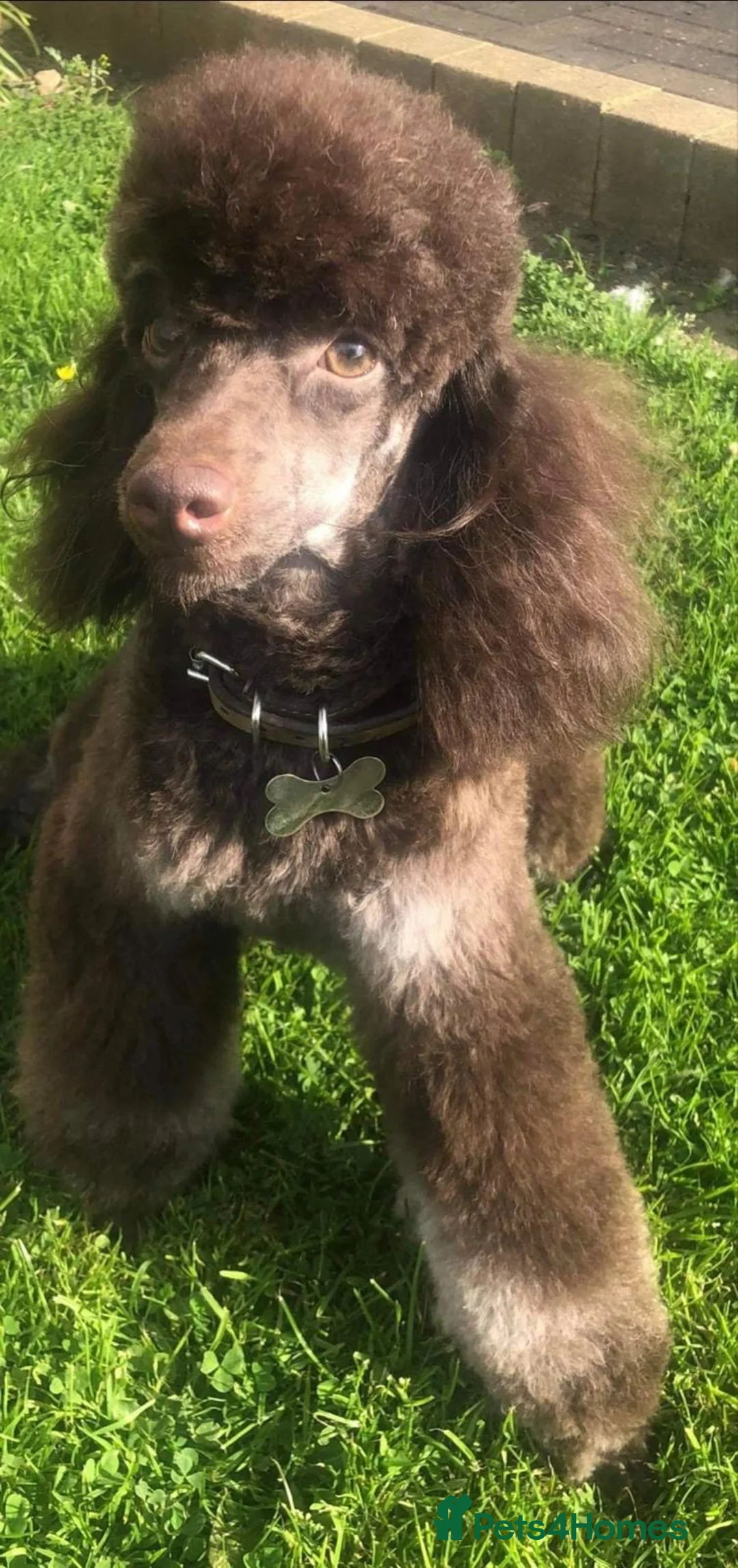 Cockapoo dogs for sale: Chocolate Phantom Cockapoo Puppies - Advert 20