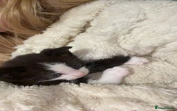Khao Manee cats for sale: cute white and black kittens and one bengal cat - Image 5