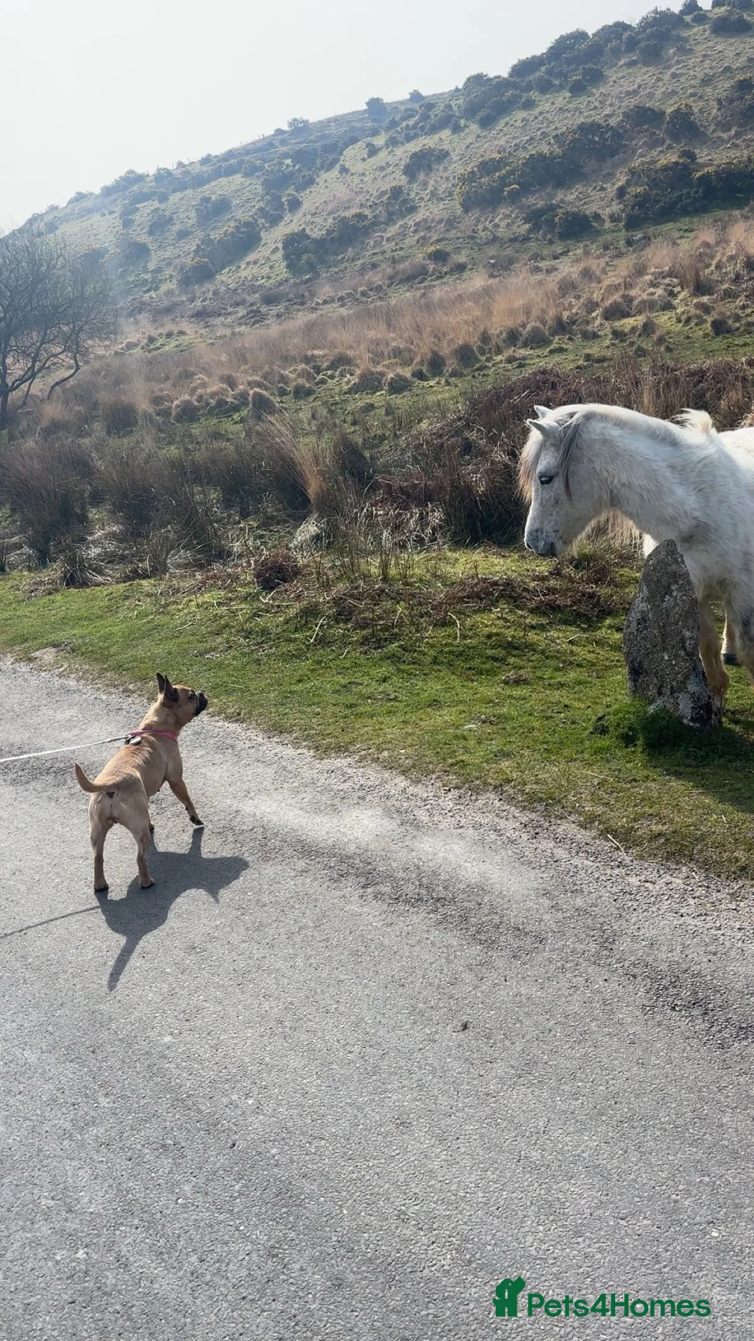Mixed Breed dogs for sale: Peppa - Advert 2