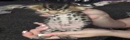 Bengal cats for sale: Beautiful baby bengals in Burnley - Advert 1