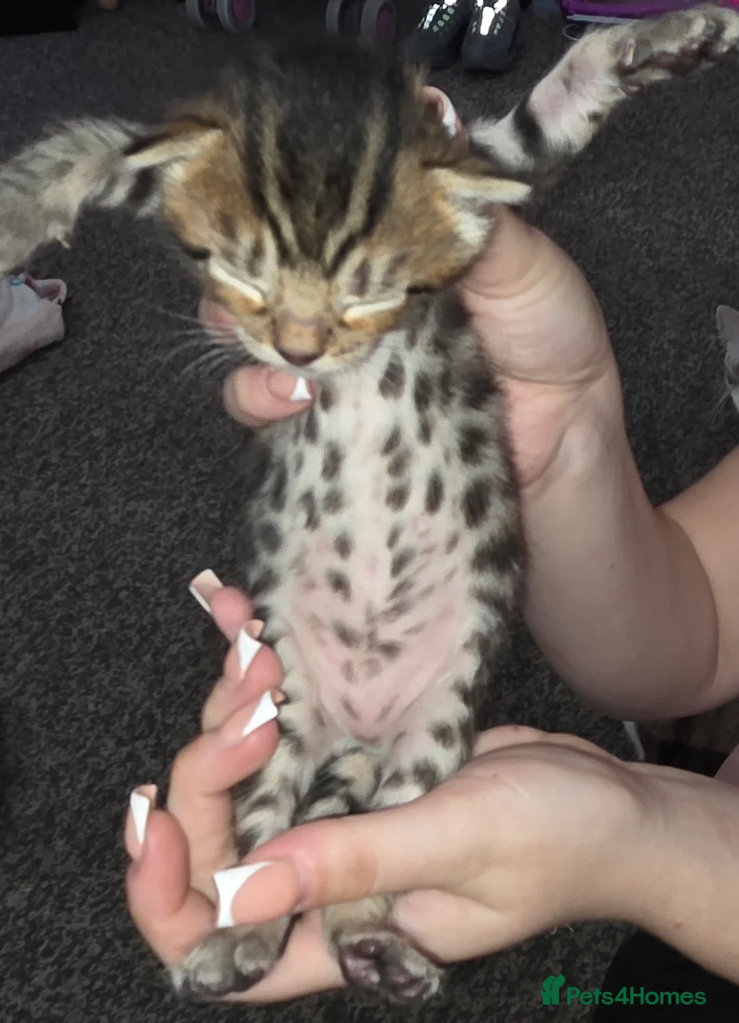 Bengal cats for sale: Beautiful baby bengals in Burnley - Advert 1