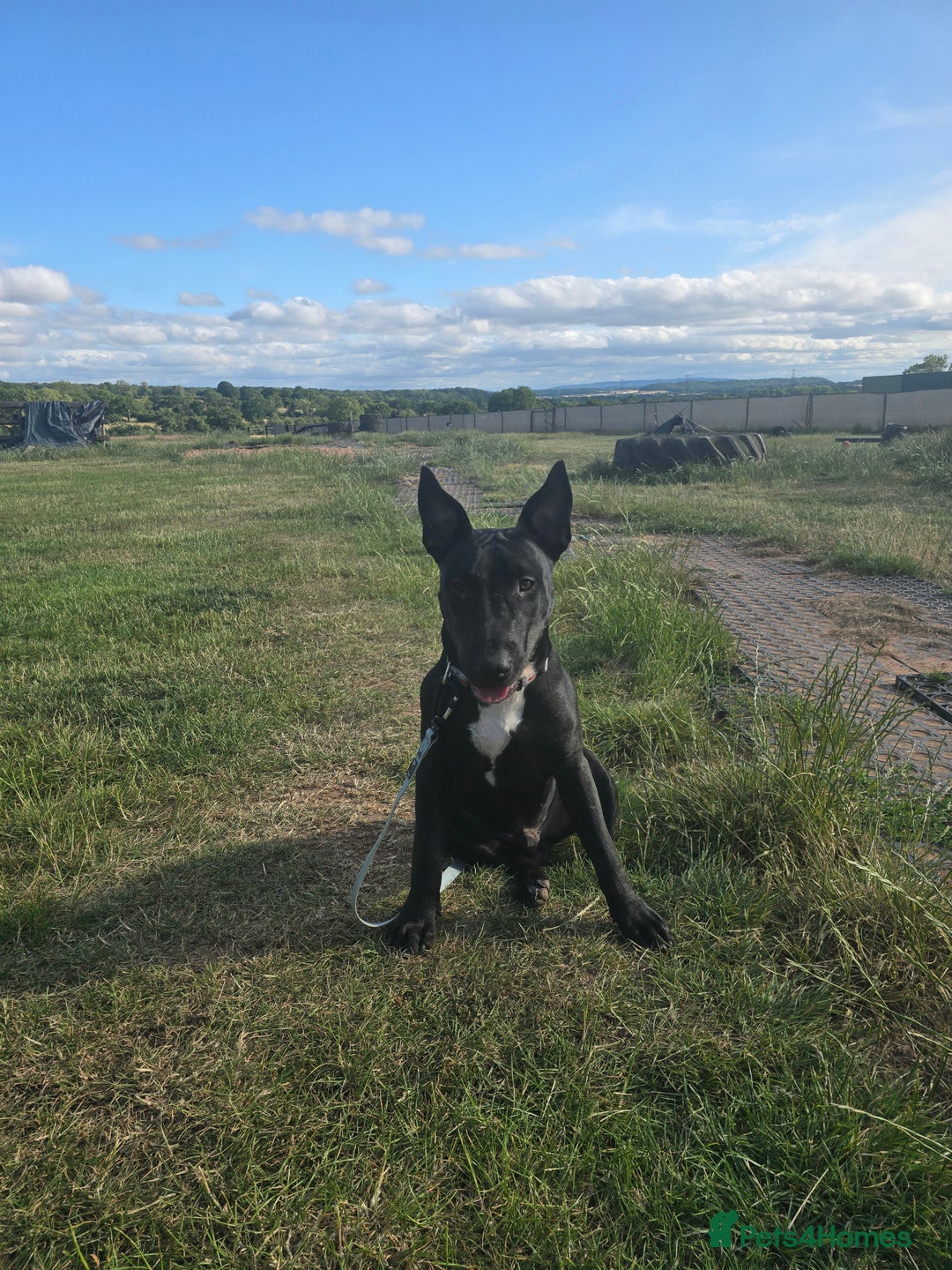 English Bull Terrier dogs for sale: English bull terrier WORKING LINES - Image 14