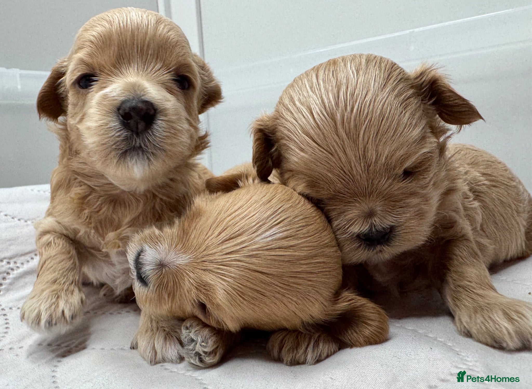 Maltipoo dogs F1 Asian Poodle x Korean Maltese. Maltipoo boys  - Advert 1