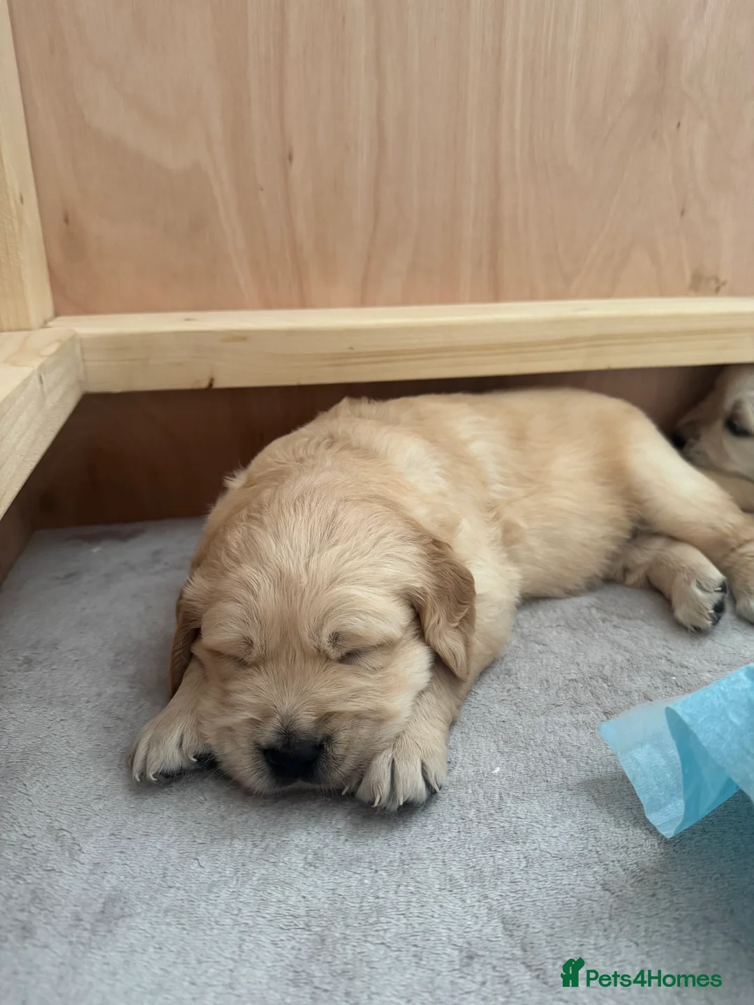 Golden Retriever dogs for sale: Beautiful KC registered Golden Retriever puppies - Advert 16
