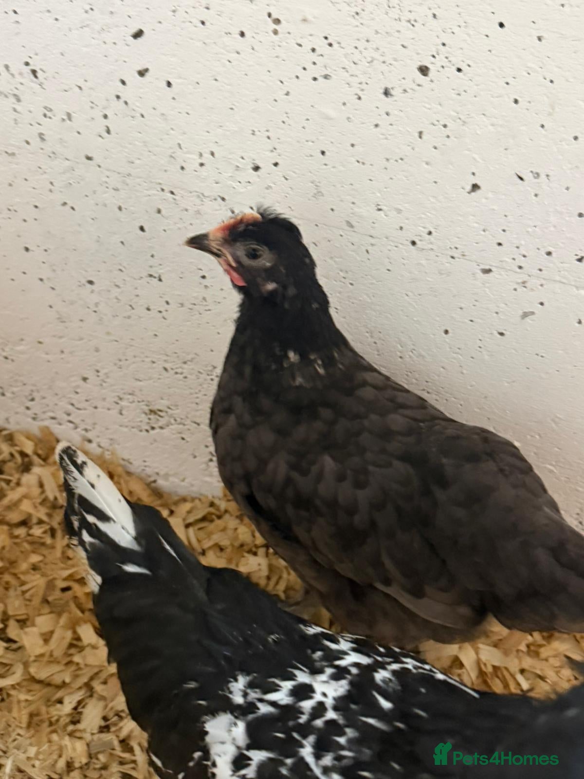 Chickens poultry Young chickens available  - Advert 1