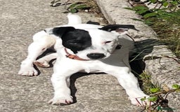 Mixed Breed dogs for sale: Jack Russell 8 months old stunning  - Image 3
