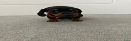 Dachshund dogs for sale: Dachshund pups black and tan - Advert 9