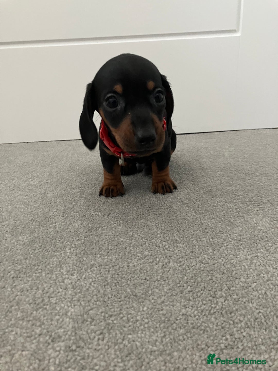 Dachshund dogs for sale: Dachshund pups black and tan - Advert 9