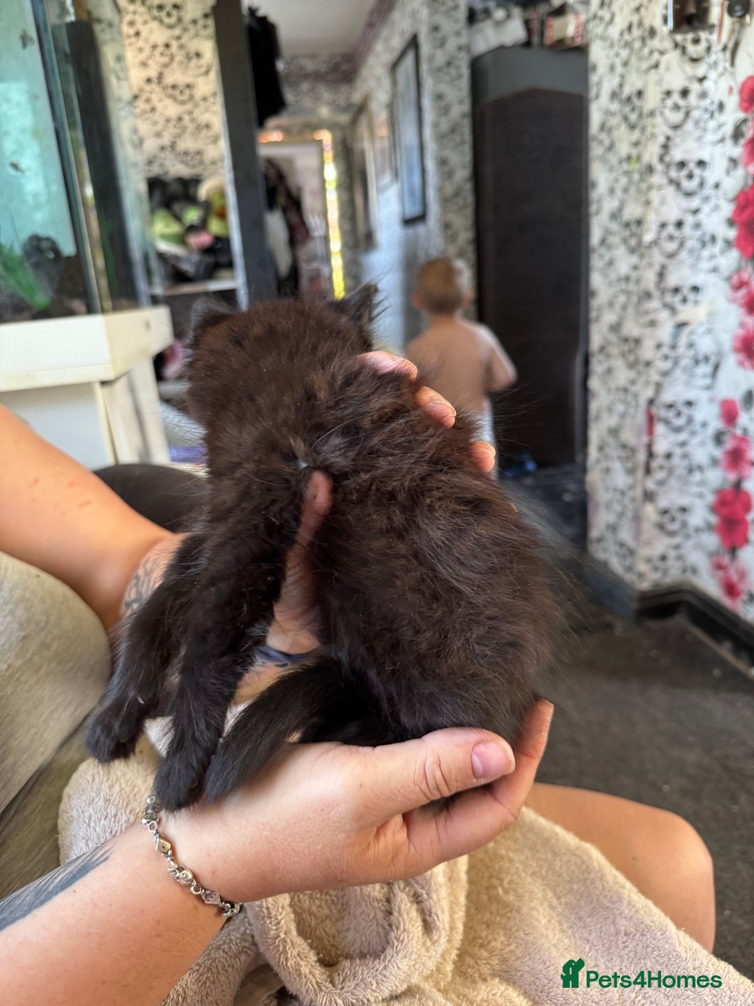 Mixed Breed cats for sale: 6 mixed kittens - Image 8