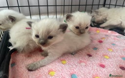 Ragdoll cats for sale: ⭐️champion blood line Ragdolls  in Merthyr Tydfil - Image 18