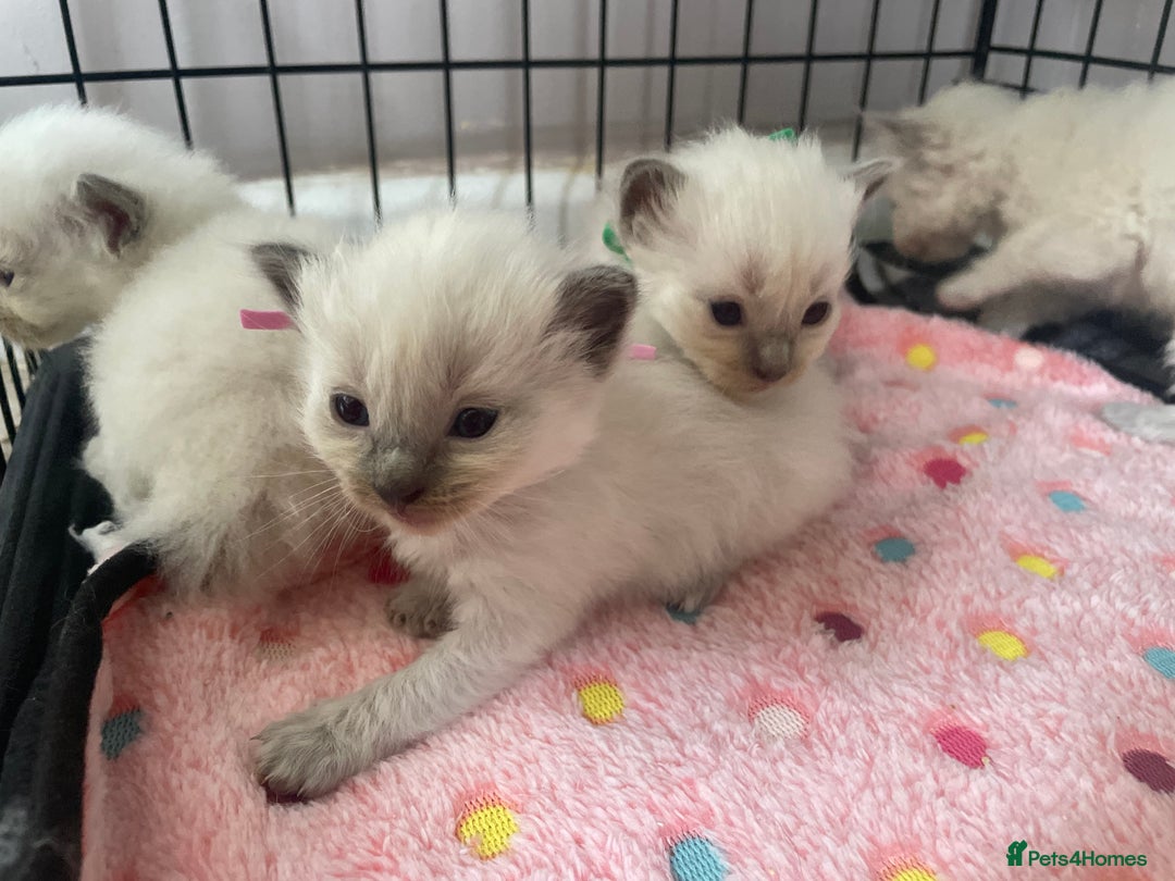 Ragdoll cats for sale: ⭐️champion blood line Ragdolls  in Merthyr Tydfil - Image 18