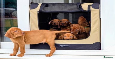 Hungarian Vizsla dogs - Advert 5