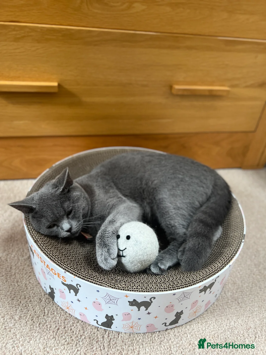 Turkish Angora cats for sale: Turkish angora kittens - Advert 1