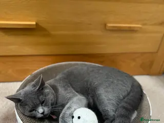 Turkish Angora cats Turkish angora kittens - Advert 1