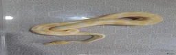 Python Snake reptiles for sale: Royal Python collection in Blackburn - Advert 3