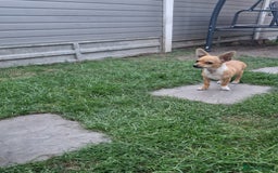 Chihuahua dogs for sale: Chihuahua puppies  - Image 5