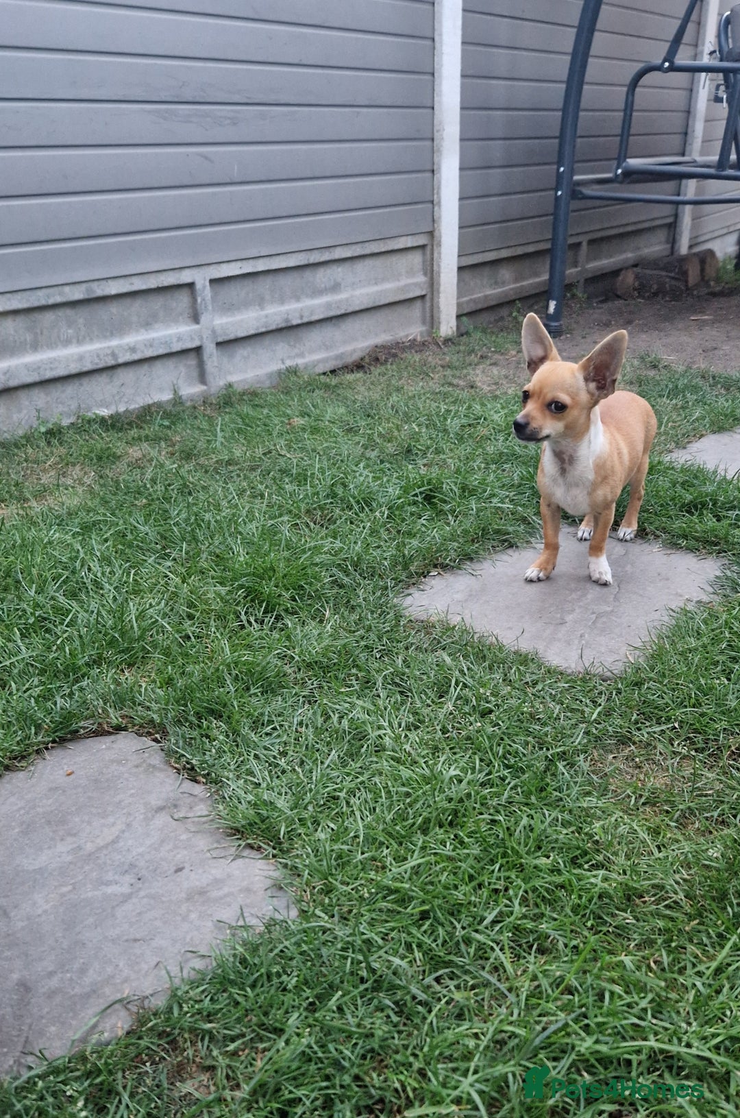 Chihuahua dogs for sale: Chihuahua puppies  - Image 5