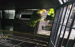 Conures birds for sale: Proven Pair of Double Yellow Headed Amazon (Magna) in Dagenham - Image 5