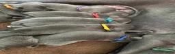 Staffordshire Bull Terrier dogs for sale: 🐾 Gorgeous Blue Staffordshire Bull Terriers Pups  - Advert 10