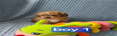 Maltipoo 4