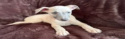 Whippet dogs for sale: Beautiful KC Registered Whippets  - Advert 11
