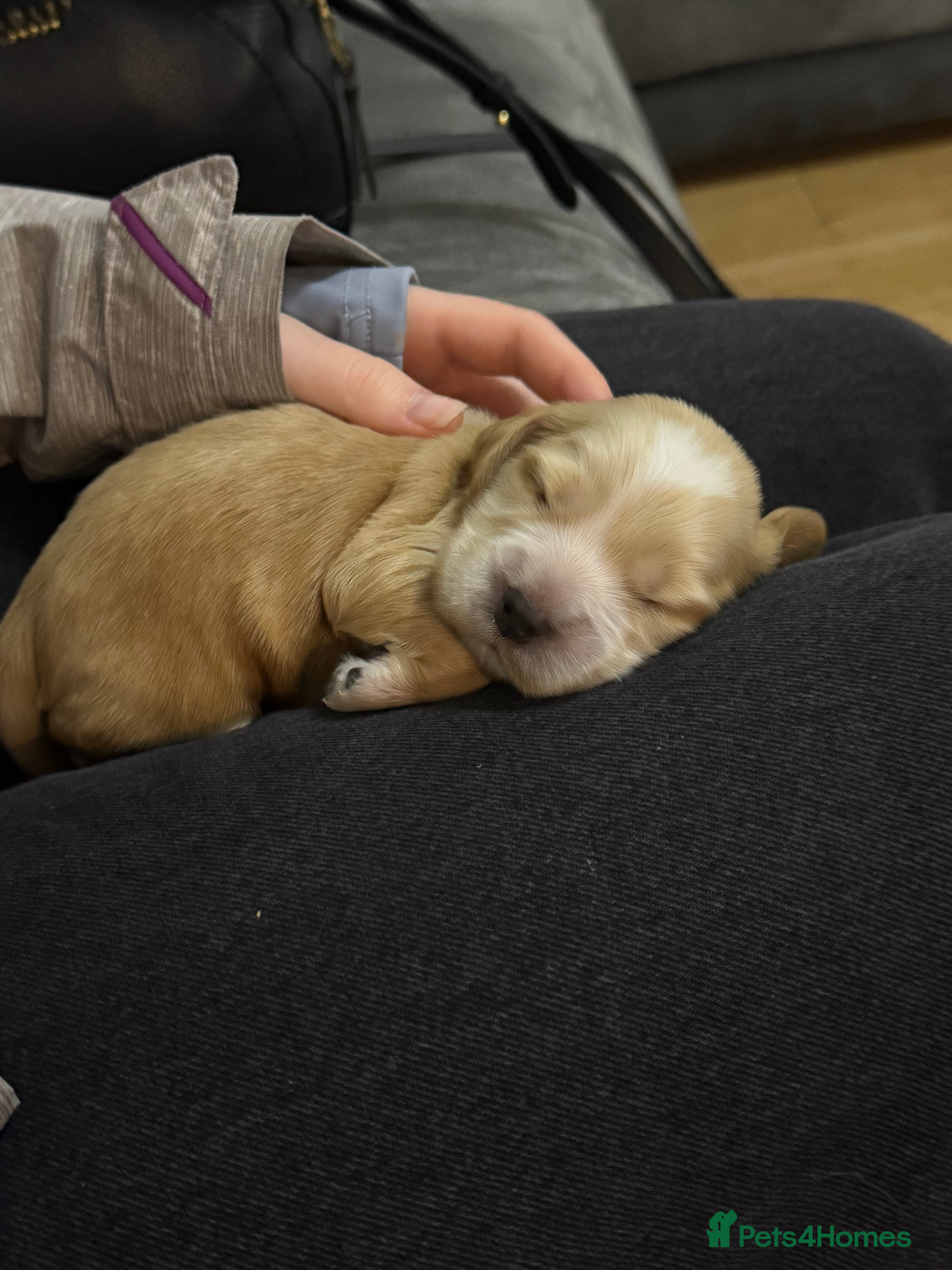 Cocker Spaniel dogs Pure Show Cocker Spaniels  - Advert 4