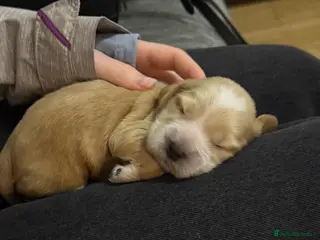 Cocker Spaniel dogs Pure Show Cocker Spaniels - Advert 4