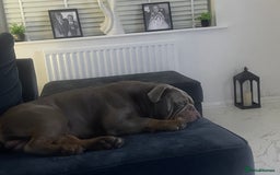 Olde English Bulldogge dogs for sale: Older tyme bulldog for sale - Image 3