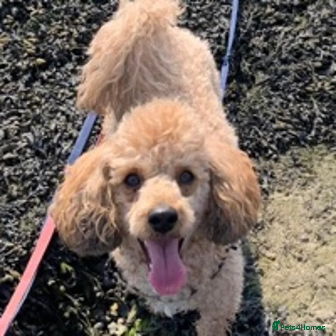 Poodle dogs for stud: 🏆PROVEN🏆sable miniature poodle health tested in Havant - Advert 11