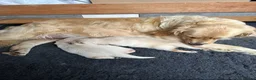 Golden Retriever dogs for sale: Golden retriever puppies looking for loving homes  - Advert 4