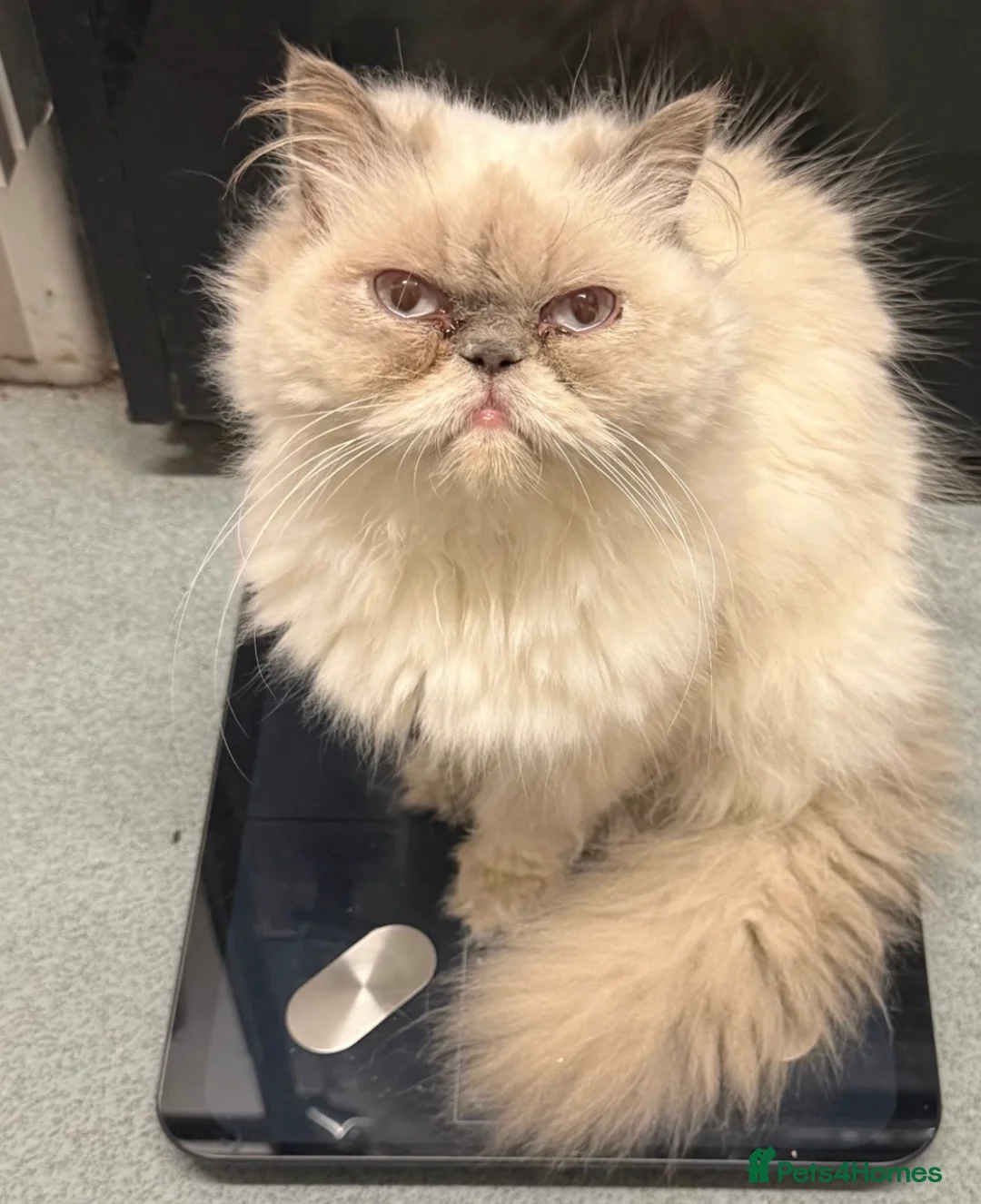 Perdoll cats for sale: 2 chunky Per-Doll kittens  in Dagenham - Advert 2