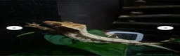 Gecko reptiles for sale: Male pinstripe harlequin and female lilly white  in Scunthorpe - Advert 4