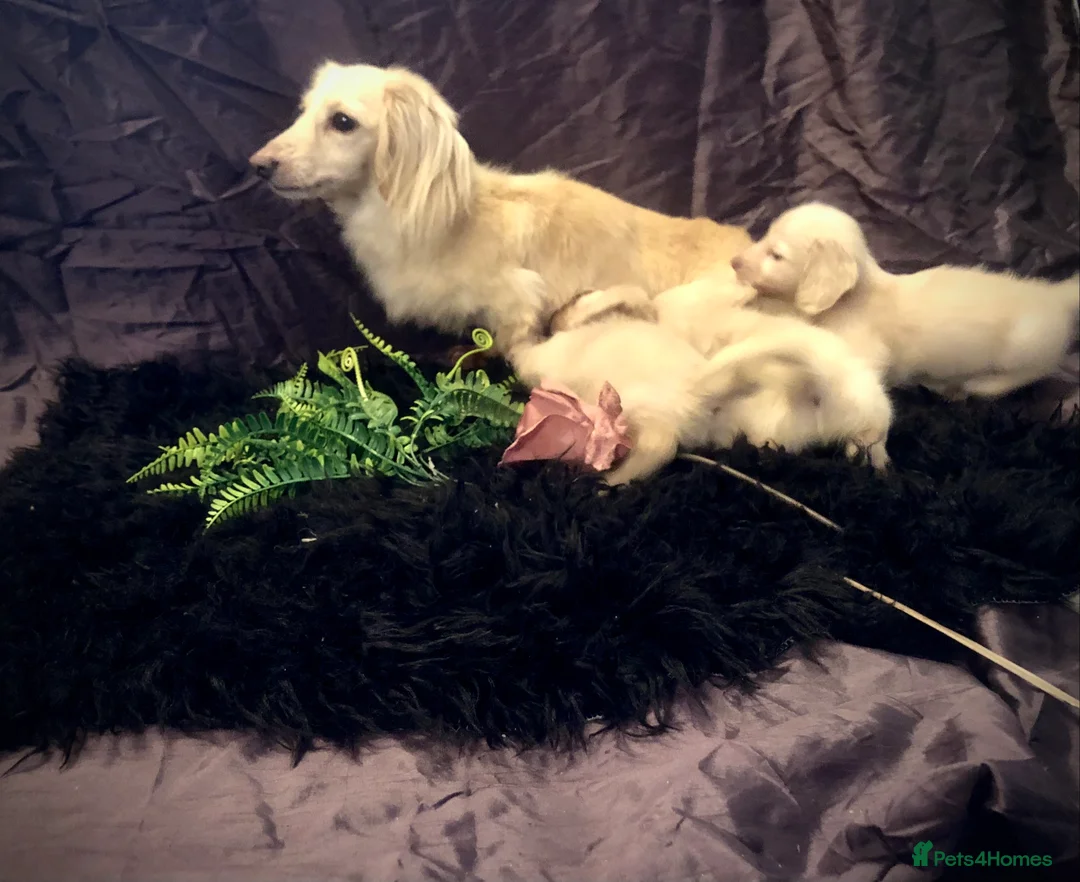 Miniature Dachshund dogs for sale: KC English Cream miniature dachshund  - Advert 3