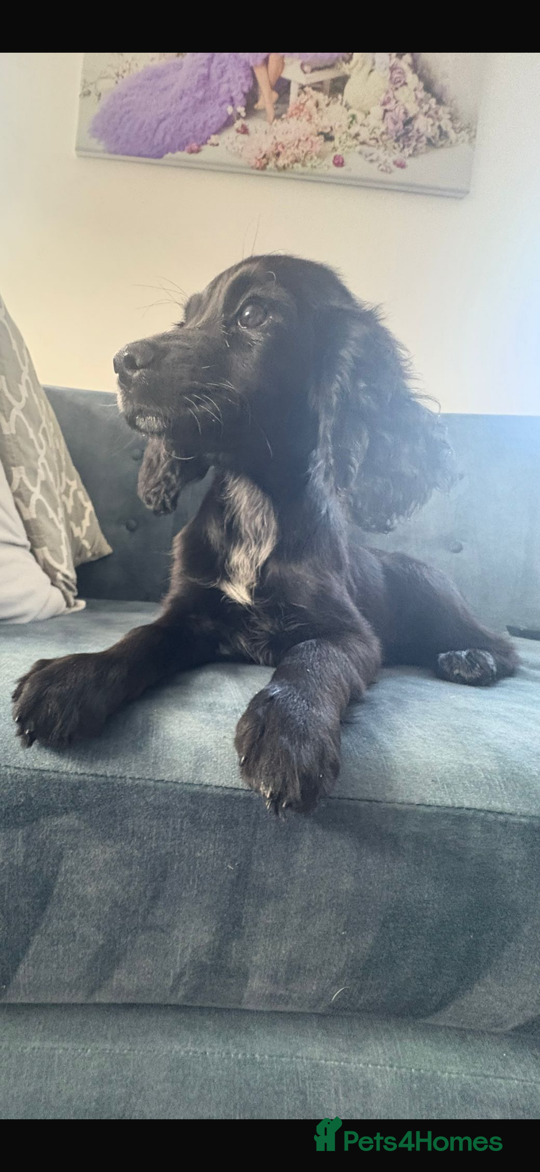 Cocker Spaniel dogs for sale: Cocker spaniel  - Image 15