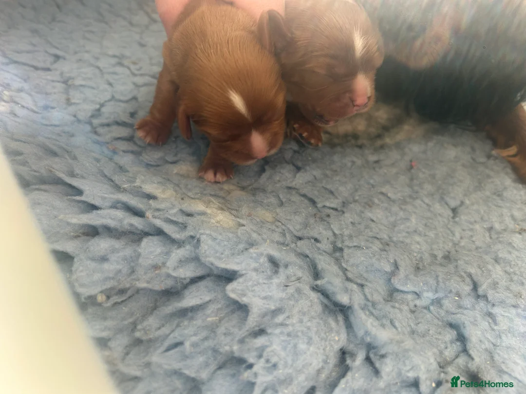 Cavalier King Charles Spaniel dogs for sale: 3 boys available! Health tested parents! - Advert 7