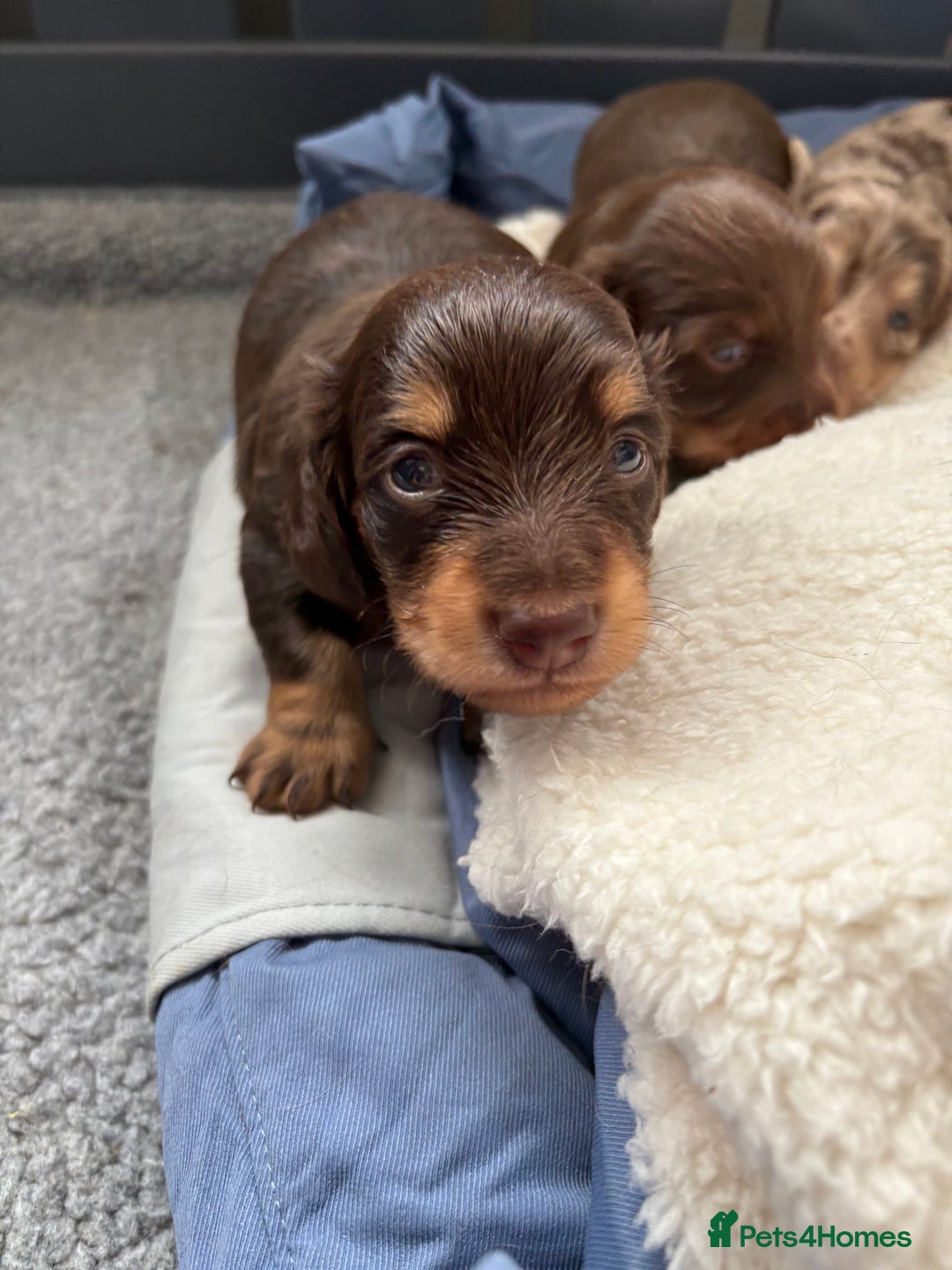 Miniature Dachshund dogs for sale: Long haired miniature dachshunds  - Image 19