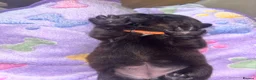 Mixed Breed dogs for sale: Staffordshire X Rottweiler  - Advert 27