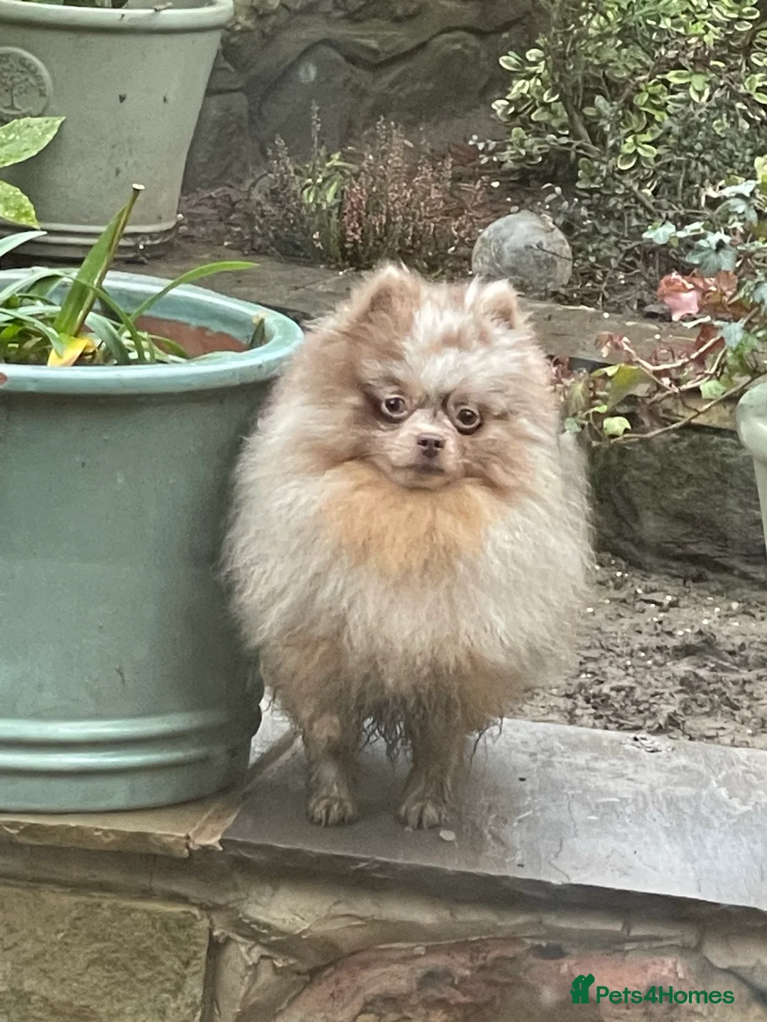 Pomeranian dogs for stud: Biggest Quality Pom StudTeam In uk  in Pontefract - Advert 22