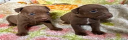 Patterdale Terrier dogs for sale: Quality Patterdale Pups Available  - Advert 5
