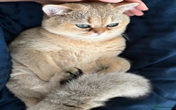 British Shorthair cats for sale: Adorable Golden British Shorthair Kitten - Image 5