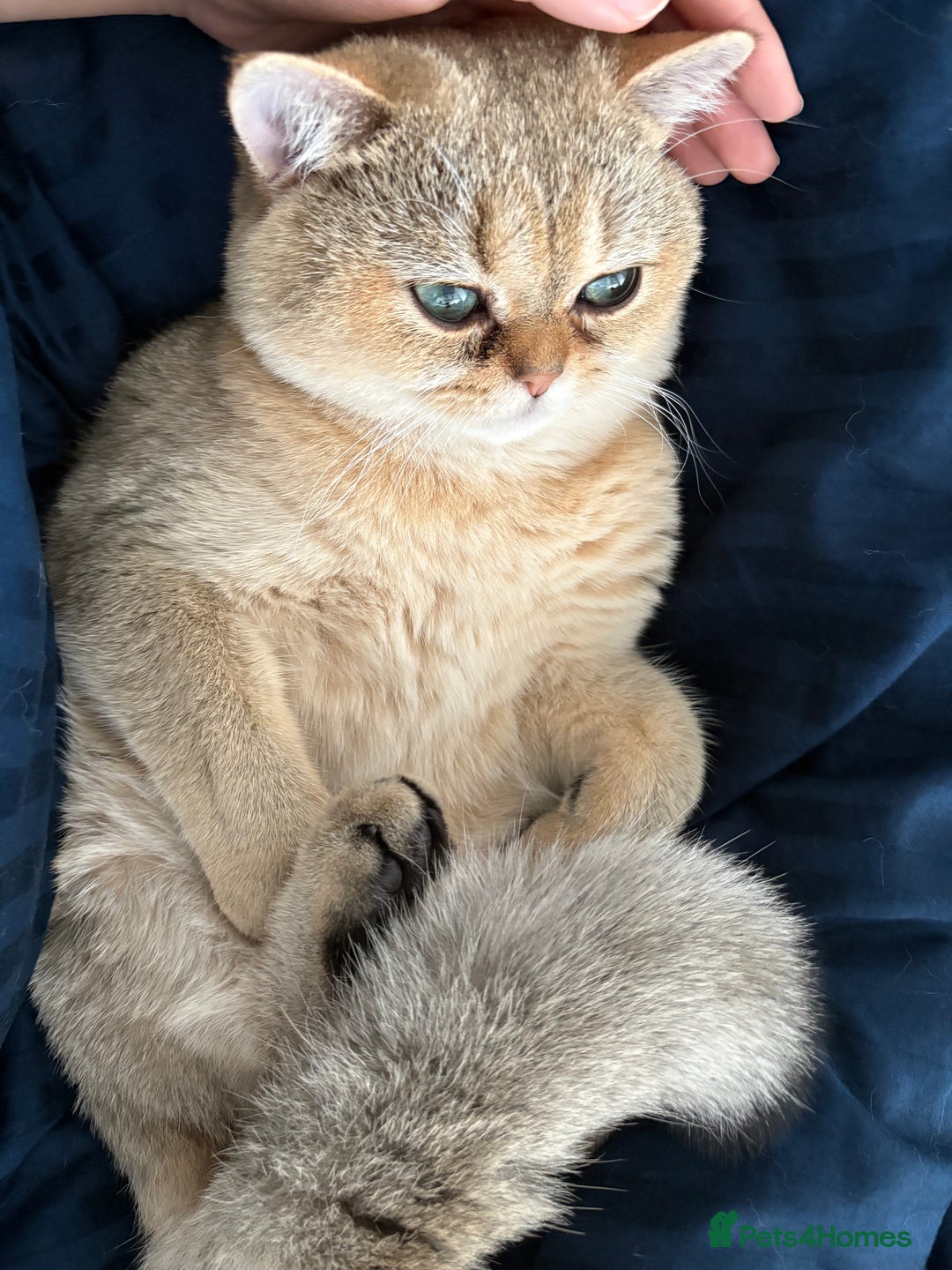 British Shorthair cats for sale: Adorable Golden British Shorthair Kitten - Image 5