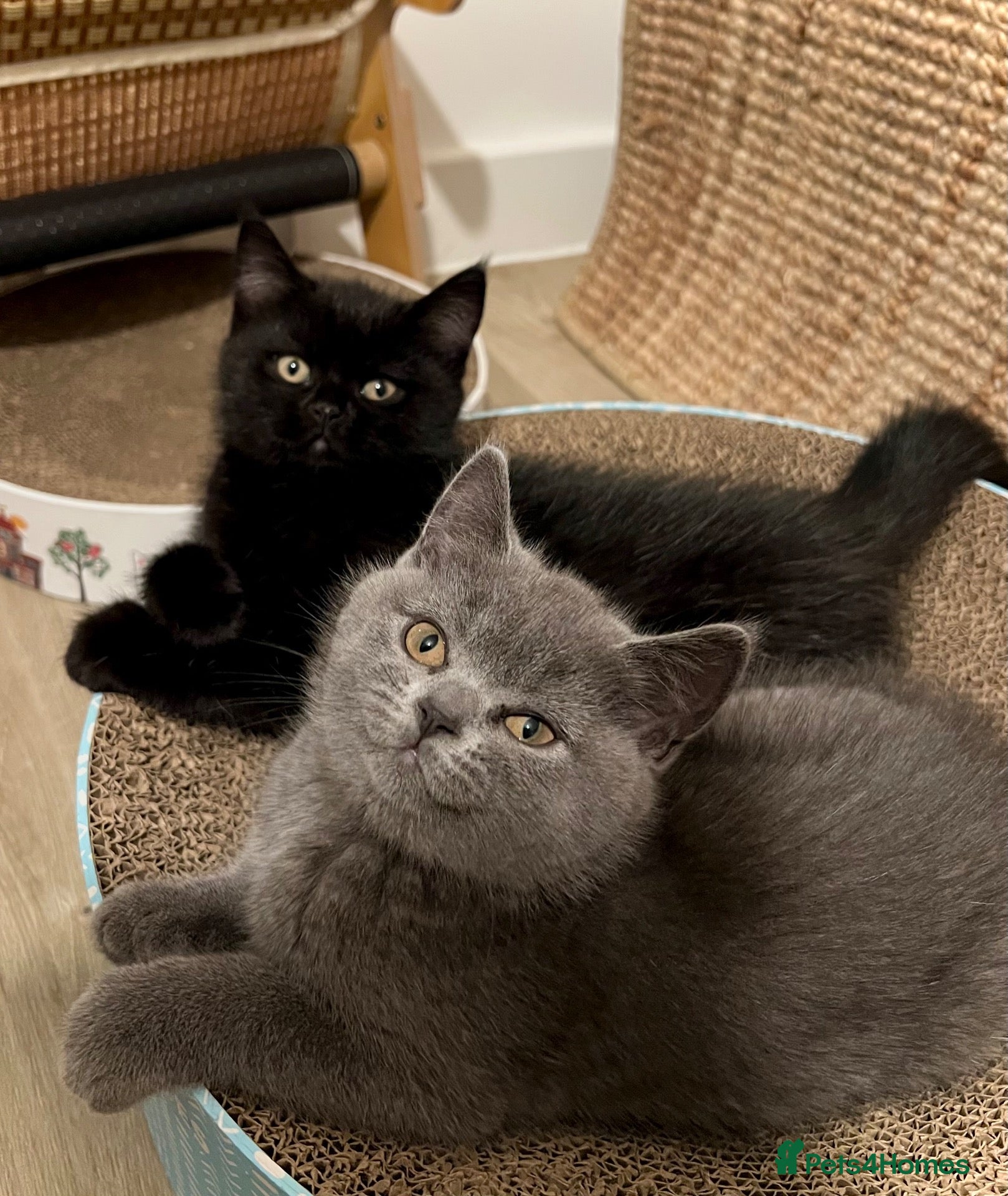 British Shorthair cats ✨ beautiful black/blue British Shorthair kittens✨ - Advert 15