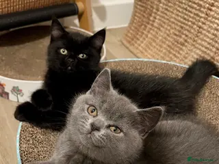British Shorthair cats ✨ beautiful black/blue British Shorthair kittens✨ - Advert 15