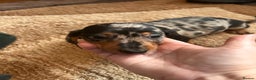 Miniature Dachshund dogs for sale: Dachshund puppies boys and girls ready now - Advert 9