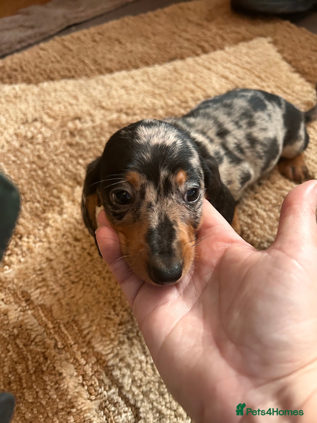 Miniature Dachshund dogs for sale: Dachshund puppies boys and girls ready now - Advert 9