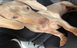 Miniature Dachshund dogs for sale: 1 year old miniature dachshund  - Image 1